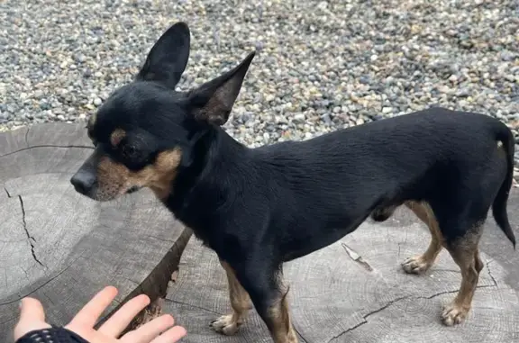 Найдена собака без ошейника в Томской области