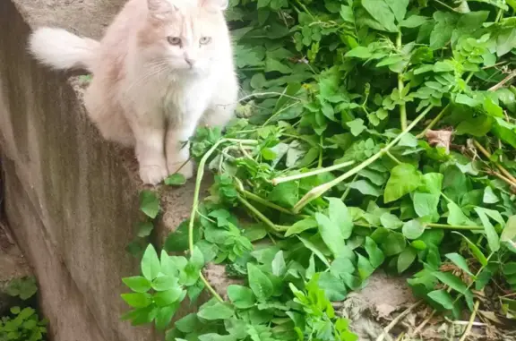 Найден бело-рыжий кот/кошка на пр. Строителей, 150 (Пенза)