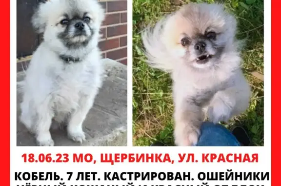 Пропала собака Шпиц на Красной улице, Щербинка.