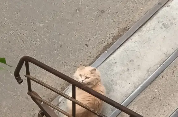 Найдена кошка в Казани, Татарстане