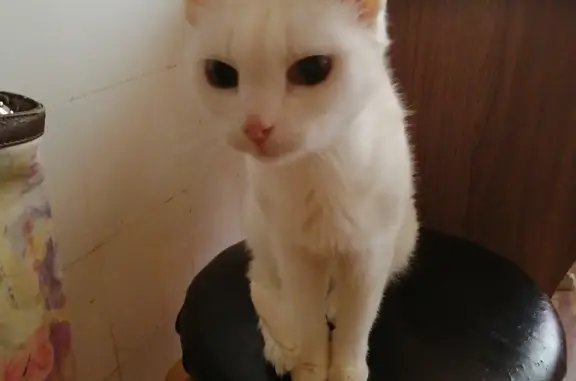 Кошки потеряшки, Смоленск, фото: Потеряшка кошка на ул. Крупской в Смоленске