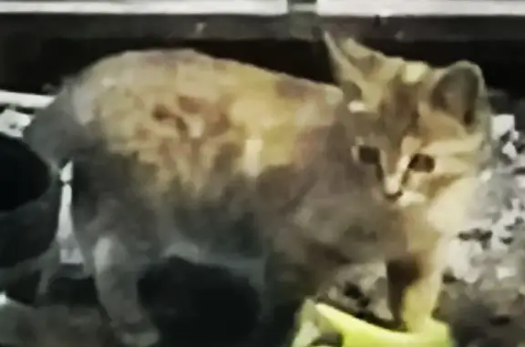 Найден котенок на Пушкинской улице в Шушарах