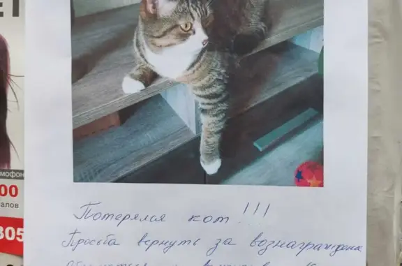 Пропала кошка в Большемонокском сельсовете, Хакасия