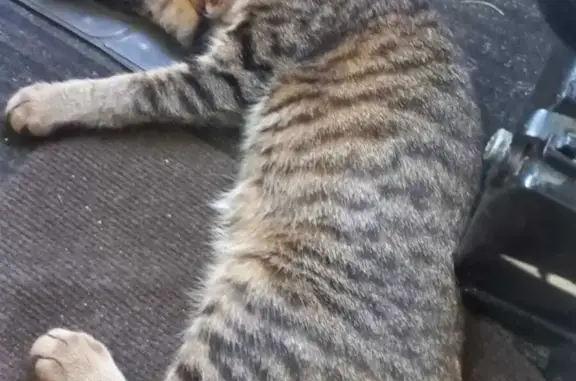 Кошки потеряшки, Санкт-Петербург, фото: Потеряшка кошка Сиба в Кронштадте