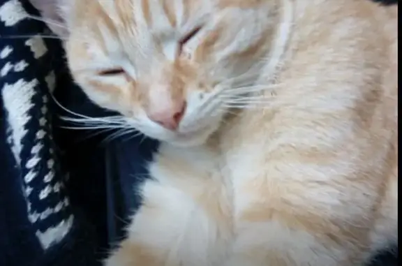 Найден рыжий котик на улице 40-летия Великой Победы, 6 в Архангельске