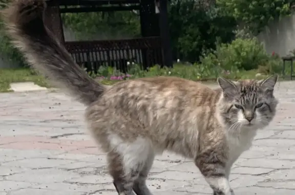 Найдена кошка в Байкальске
