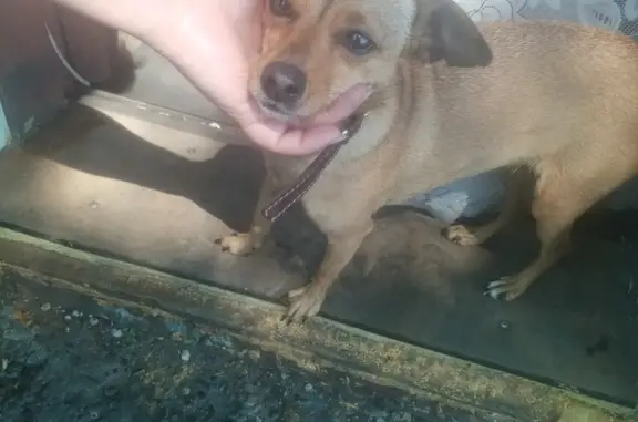 Найдена собака в Посёлке 7 Шахты 2-я, 9, Черногорск
