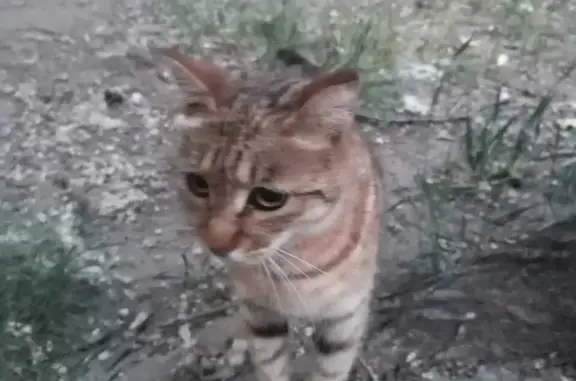 Ласковая кошка на ул. Юности, 14 в Хабаровске.