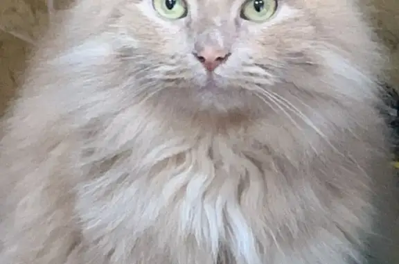 Пропала кошка Тима в Торжоке