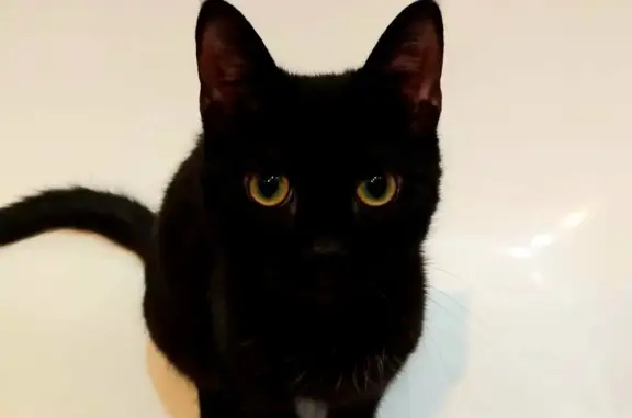 Кошки потеряшки, Санкт-Петербург, фото: Потеряшка кошка на Наличной ул. 36 к1, СПб