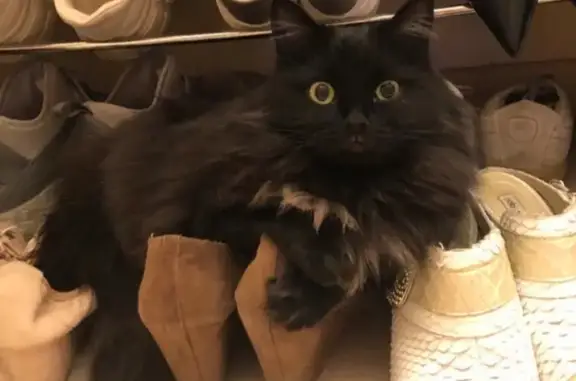 Кошки потеряшки, Екатеринбург, фото: Потеряшка кошка на ул. Физкультурников, 23