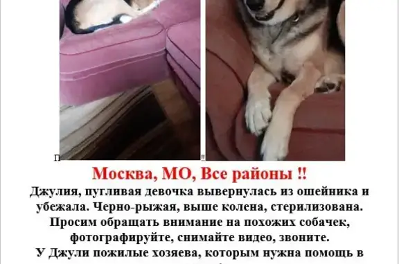 Пропала собака в районе парка Фили, Москва