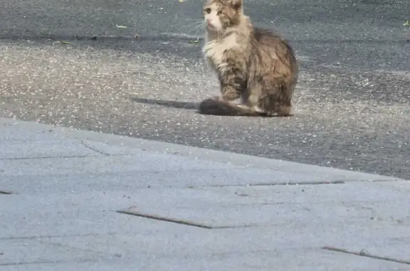 Найдена кошка на Кутузовском проспекте, Москва