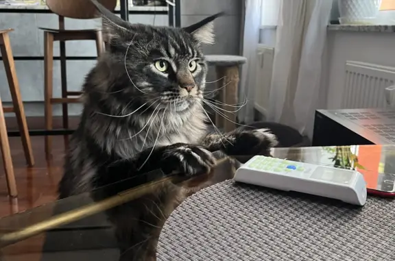 Кошки потеряшки, Санкт-Петербург, фото: Потеряшка кот МЕЙКУН Айс на Кондратьевском проспекте