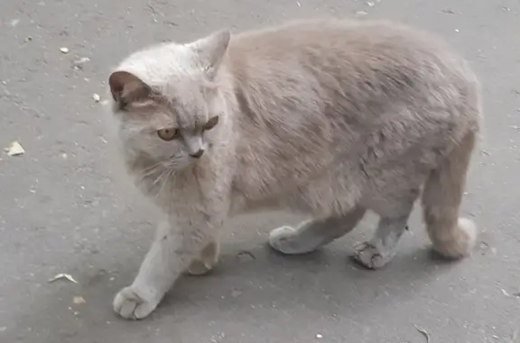Найден ручной кот на Комитетской улице, лилового окраса