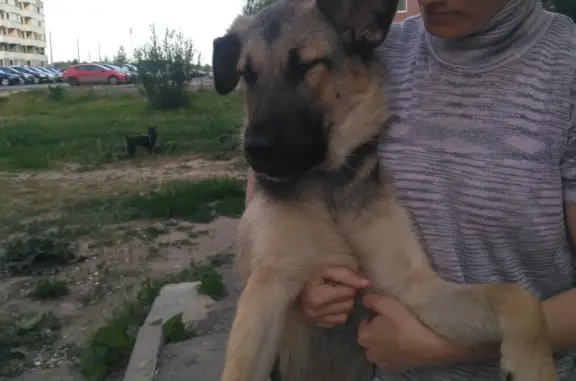 Собака черно-серого окраса найдена на Пулковском шоссе