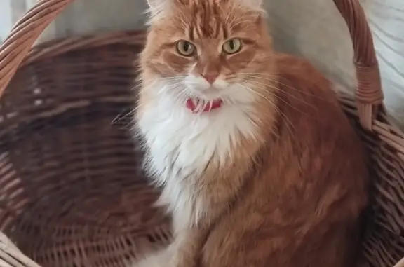 Пропала рыжая кошка в Котельниках, район СПК 