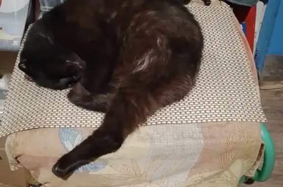 Пропала кошка Черная в Лабинске: Ремонтный переулок, 10