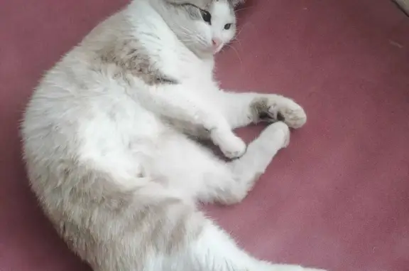 Кошки потеряшки, Екатеринбург, фото: Потеряшка кошка в Екатеринбурге на улице Стачек