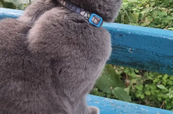Найдена серая кошка с обрезанным хвостом на Широкой улице, Москва