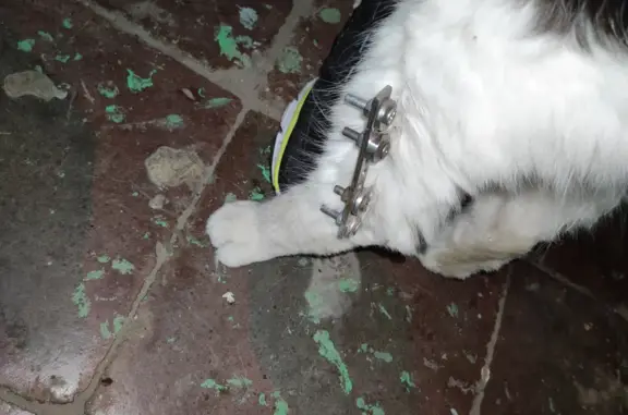 Найдена кошка с переломом на Жемчужной улице