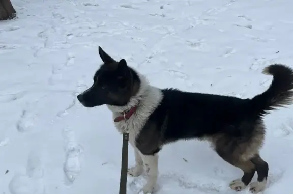 Умная собака найдена на Москворецкой набережной