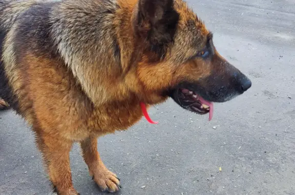 Найдена собака на Привокзальной площади