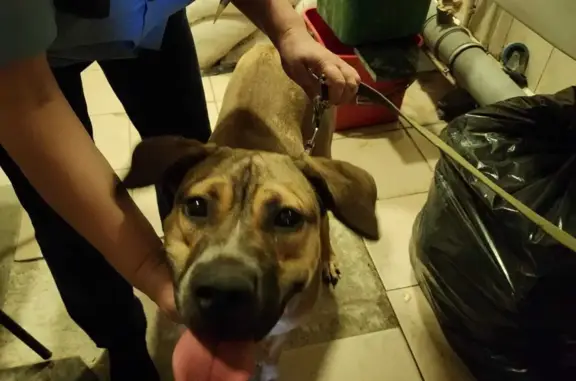 Найдена собака на станции Верхние Котлы