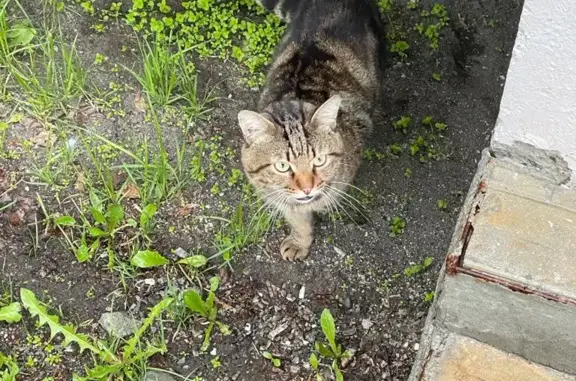 Найден домашний котик на ул. В.Кручины 23