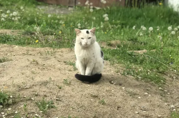 Найдена черно-белая кошка на улице Мирная, Хабаровск