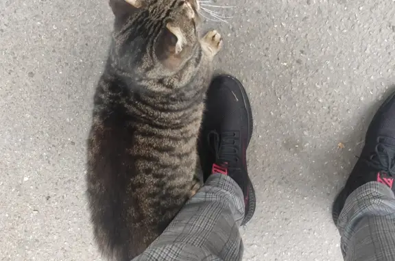 Найдена кошка на улице Гидротехников, СПб