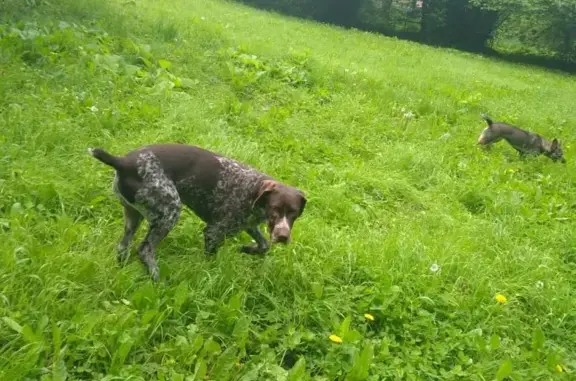 Собака Курцххаар ищет дом в Шепсинском сельском поселении