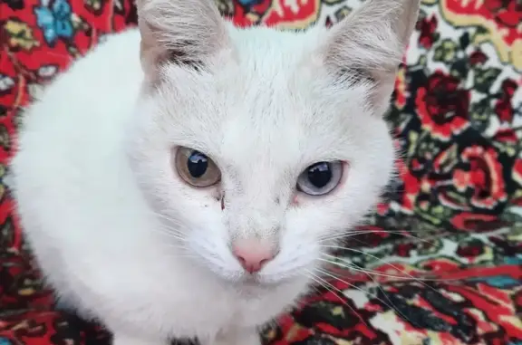 Найдена альбинос кошка на ул. Симиренко 14
