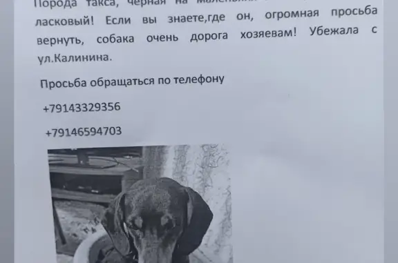 Пропала собака на Нагорной, ул. 8, Спасск-Дальний