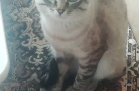Пропал серо-коричневый кот с голубыми глазами в Ангарске