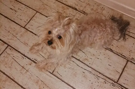 Пропала собака в Челябинске, золотистый окрас, 2 года