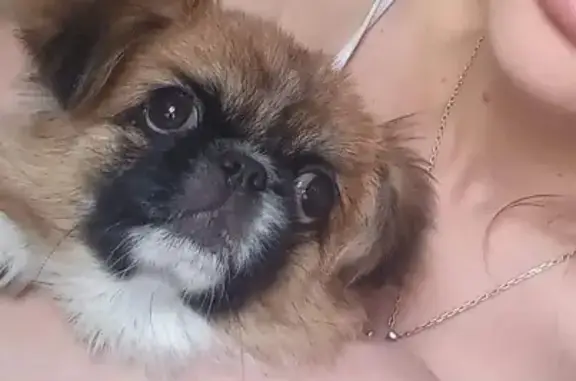 Пропала собака во Владикавказе, нужна помощь!