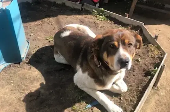 Пропала собака Мальчик на улице Козлова, Егорьевск