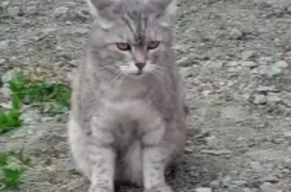 Найдена кошка на улице Баумана в Челябинске