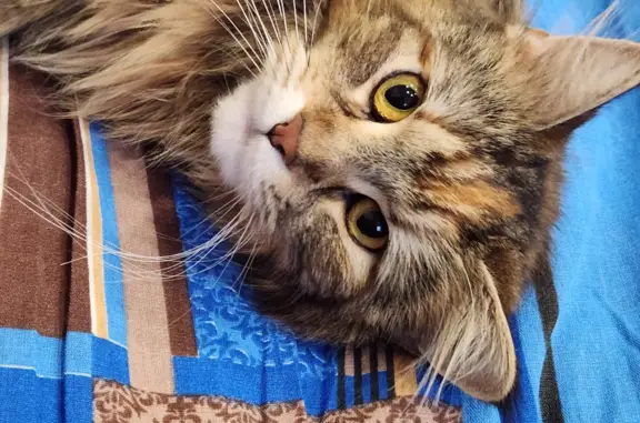 Кошки потеряшки, Санкт-Петербург, фото: Потеряшка кошка на пр. Маршала Жукова, 56к2