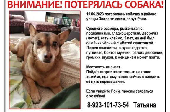 Пропала собака Рони на улице Зоологической, Новосибирск