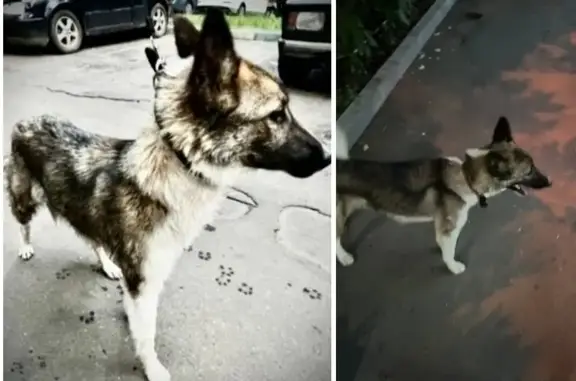 Найдена собака Метис в районе Кузьминки, Волжский бульвар, 113А к3.