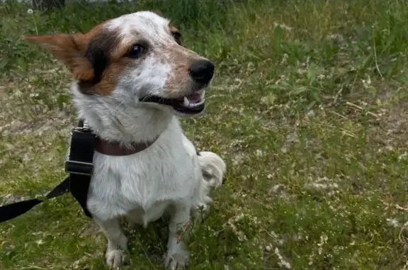 Собака найдена в Огородном проезде, Москва