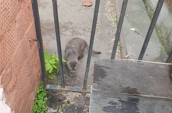 Найдена кошка с меткой на Басманном тупике, Москва.