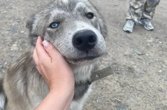Найдена собака, Красноярский край