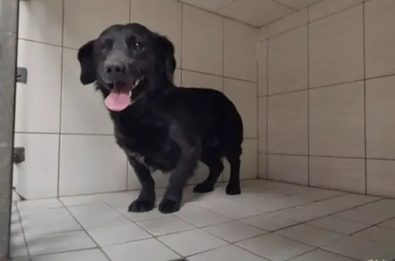 Собаки потеряшки, Санкт-Петербург, фото: Потеряшка собака Филя в Политехническом парке, СПб