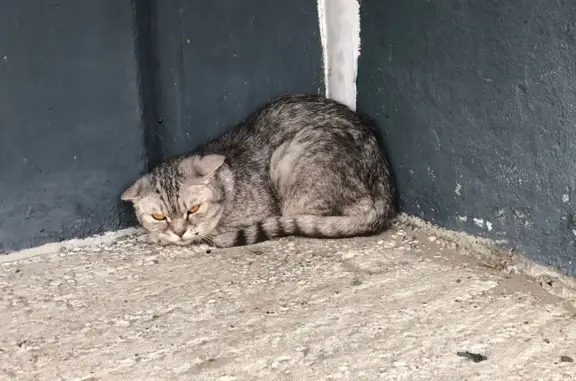 Найдена кошка возле дома на улице Калинина, 137