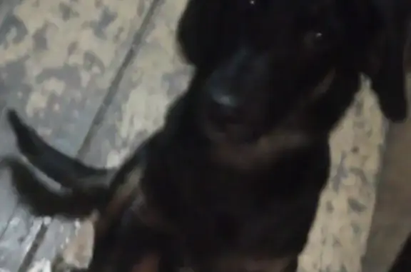 Пропала собака на Технической улице, Абдулино.