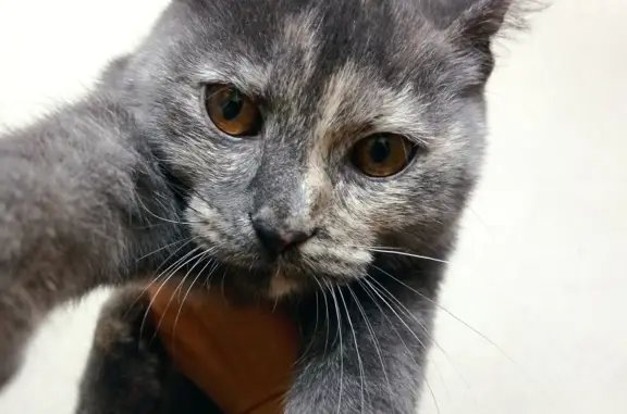 Котенок найден на Воробьева, 13 в Новокузнецке