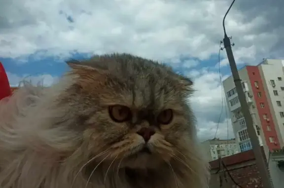 Найден домашний котик на ул. Б. Алексеева, 20 к1, Астрахань